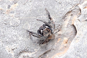 Evarcha jucunda spider walking on a rock looking for preys