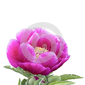 Evasive peony, or Mary\'s root (Paeonia anomala) photo