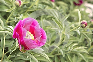 Evasive peony, or Mary\'s root (Paeonia anomala) photo