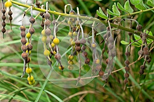 Eve`s necklace Sophora affinis seed pods closeup - Davie, Florida, USA