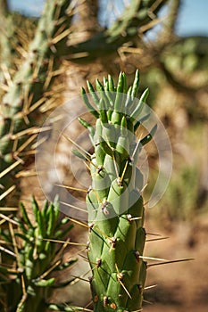 Eve\'s Pin Cactus, a species of tree cactus native to the Peruvian Andes.