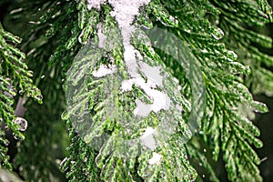 Evegreen trees covered in ice and snow
