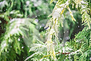 Evegreen trees covered in ice and snow