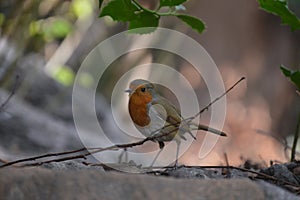 Stunning HD Robin photo