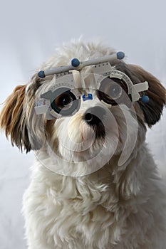 Even a dog can become short-sighted, dog with trial frame photo