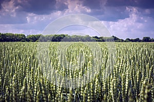 Even field of spikelets of wheat against the sky. Perfect plant similarity