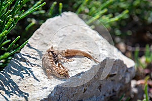 Even-fingered gecko genus Alcophyllex or squeaky gecko in wild nature