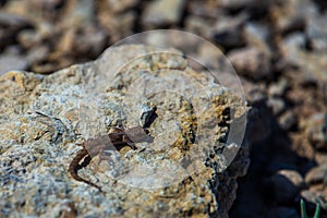 Even-fingered gecko genus Alcophyllex or squeaky gecko in wild nature