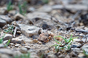 Even-fingered gecko genus Alcophyllex or squeaky gecko in wild nature