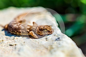 Even-fingered gecko genus Alcophyllex or squeaky gecko in wild nature