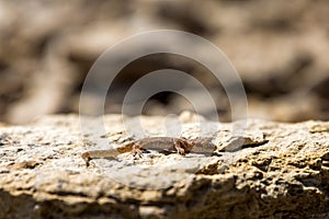 Even-fingered gecko genus Alcophyllex or squeaky gecko in wild nature