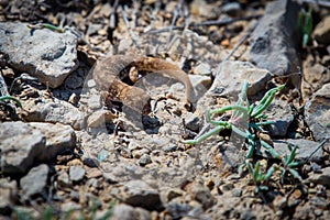 Even-fingered gecko genus Alcophyllex or squeaky gecko in wild nature