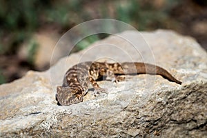 Even-fingered gecko genus Alcophyllex or squeaky gecko in wild nature