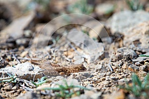 Even-fingered gecko genus Alcophyllex or squeaky gecko in wild nature