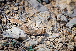 Even-fingered gecko genus Alcophyllex or squeaky gecko in wild nature