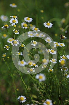 Medicinal herb - chamomile grows in a clearing photo