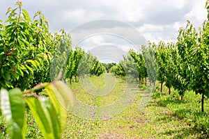 Even rows with young green cherry fruit trees. Orchard on a summer day