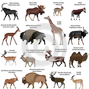 Even-toed ungulates animals photo