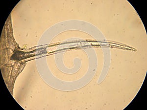 Even unicellular - optical microscopy photo