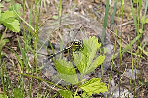 Even-yellow dragonfly on a leaf