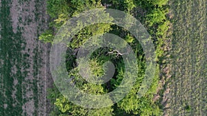 Evening aerial flight above spring field balk boundary, top down view, 4K