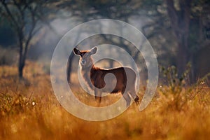 Evening Africa. Africa wildlife. Waterbuck in water, Kobus ellipsiprymnus, large antelope in sub-Saharan Africa. Nice African