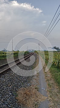 Evening atmosphere In a rice field