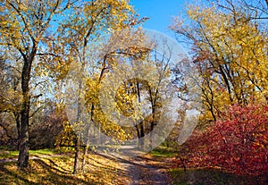 Evening in autumn wood.Nature composition.