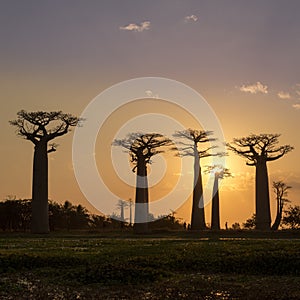 Evening in Baobab avenue