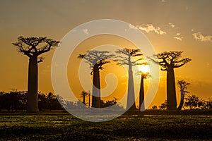Evening in Baobab avenue