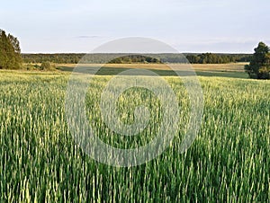 Evening in the beginning of summer