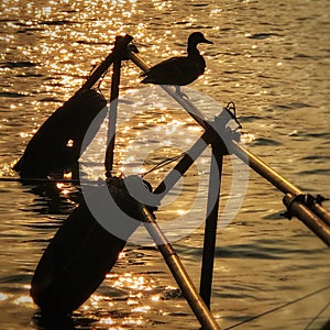 In the evening in beihai park, a duck stands leisurely on the mast of the dock