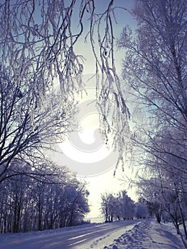 evening birch branches in the snow