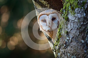 Evening with bird. Barn owl sitting on tree trunk at the evening with nice light near the nest hole. Wildlife scene from nature. A