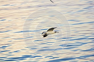 Evening Bird over wild sea