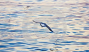 Evening Bird over wild sea