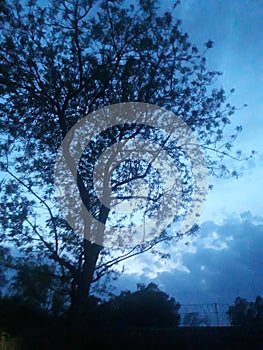 In evening  bluey sky and tree