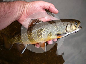 Evening Brook Trout photo