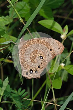 Evening brown butterfly lateral view, Melanitis leda, Pune photo