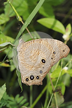 Evening brown butterfly lateral view, Melanitis leda, Pune, Maharashtra