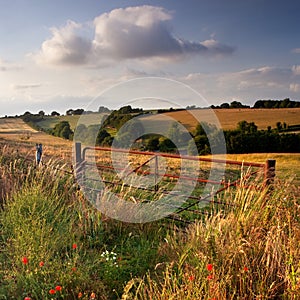 Evening on Cranborne Chase, Dorset, UK photo