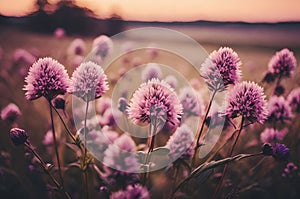 Evening Elegance: Purple Meadow Flowers in Lo-fi Aesthetics with a Subtle Palette of Light Pink and Bronze.