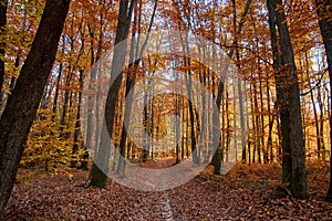 An evening in the fall woods. The dirt road with dry, fallen, beech leaves