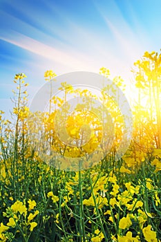 Evening in a field