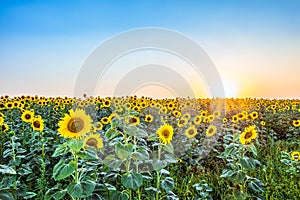 Evening a field of blooming sunflowers in the rays of the low sun backlight