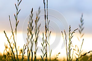 Evening on the field of grass close-up in the sunset light. Summer flowers on the meadow