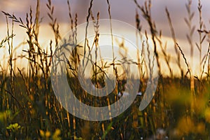 Evening on the field of grass close-up in the sunset light. Summer flowers on the meadow