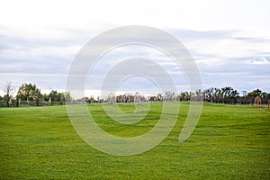 Evening field with green grass and trees in the distance