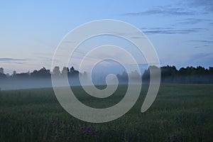 Evening field with rye and creeping fog.