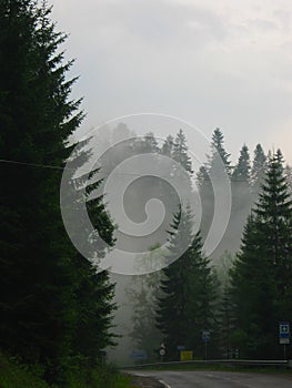 Evening fog in the fir forest with the road